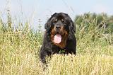 DOGUE DU TIBET 015